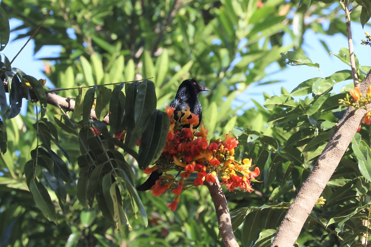 Spangled Drongo - ML75838421