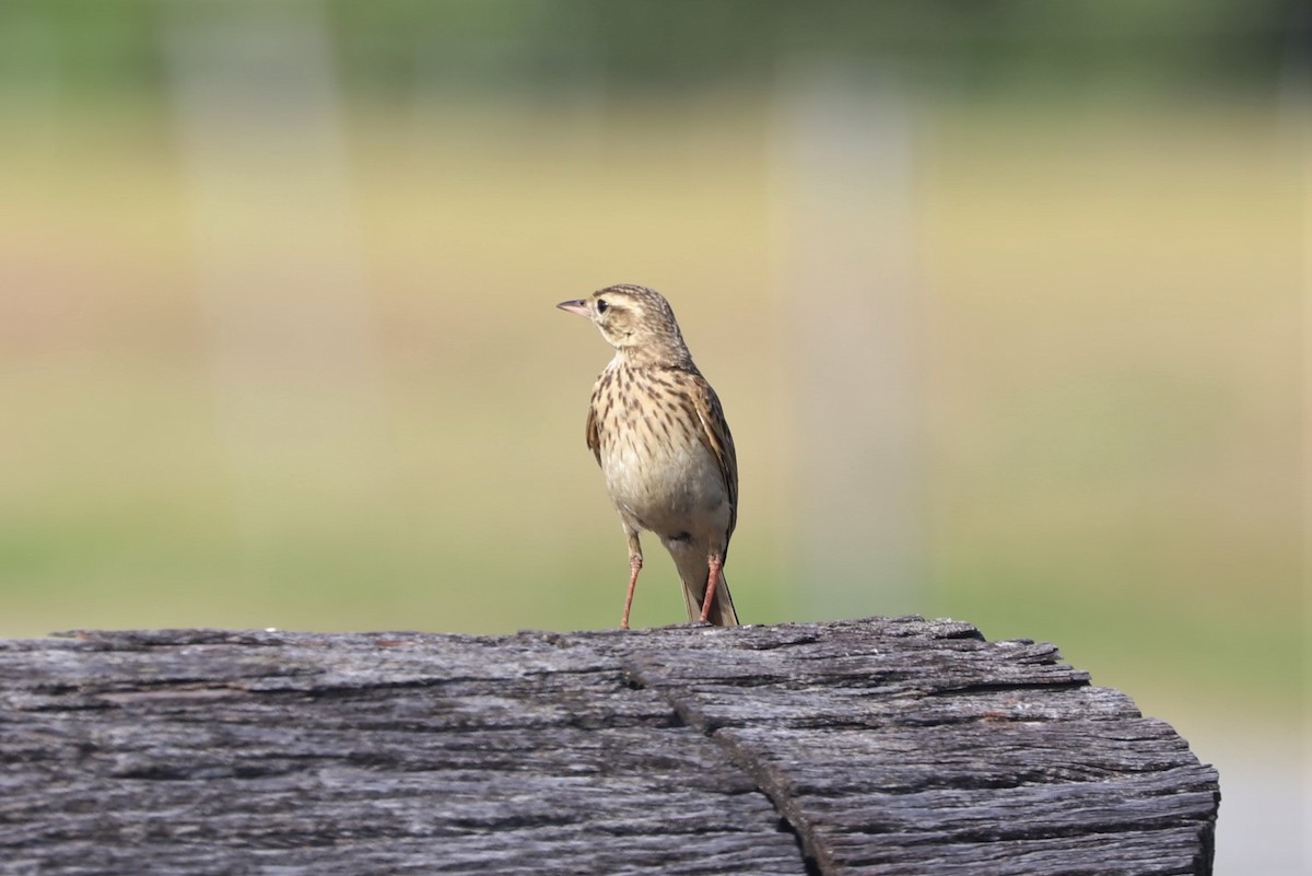 Australian Pipit - ML75838481