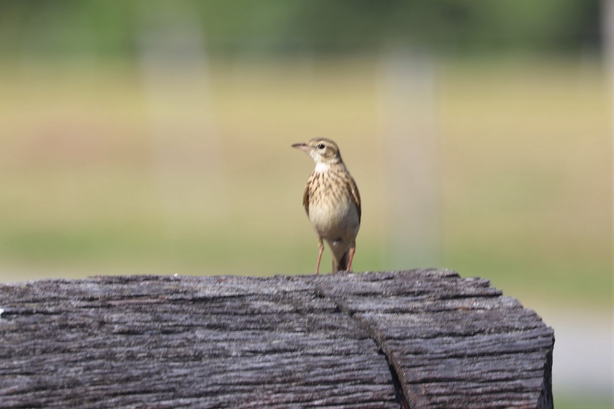 Australian Pipit - ML75838511