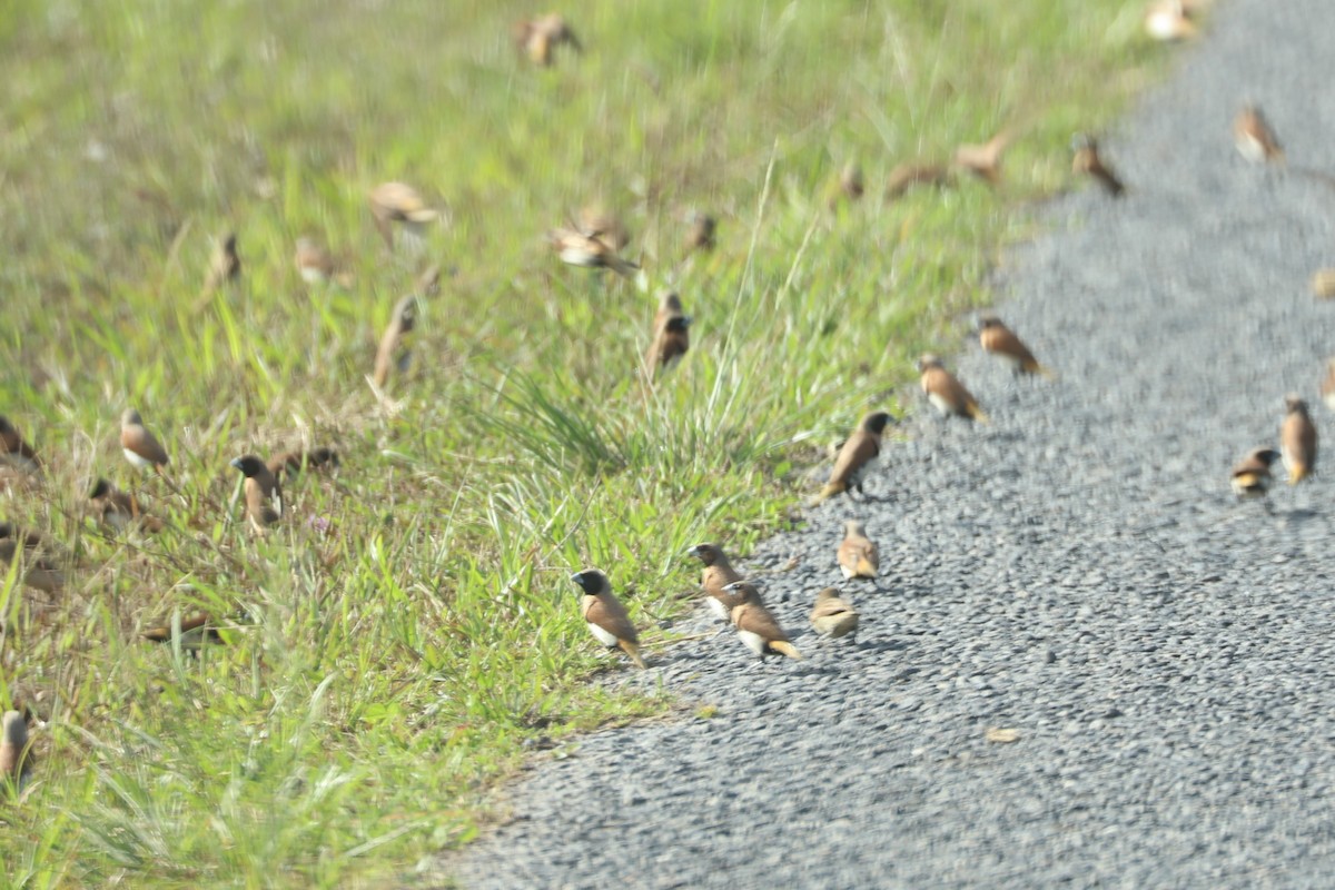 Chestnut-breasted Munia - ML75838571