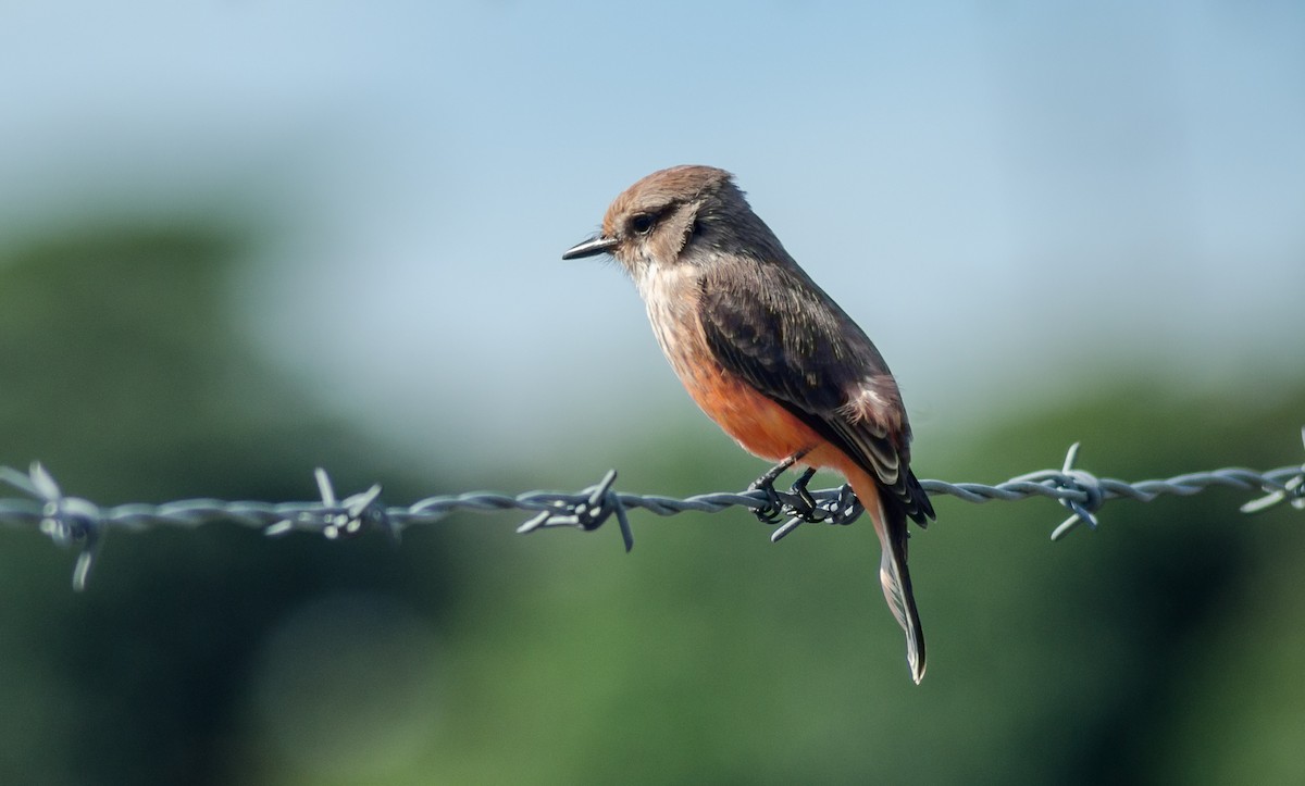 Vermilion Flycatcher - ML75839041