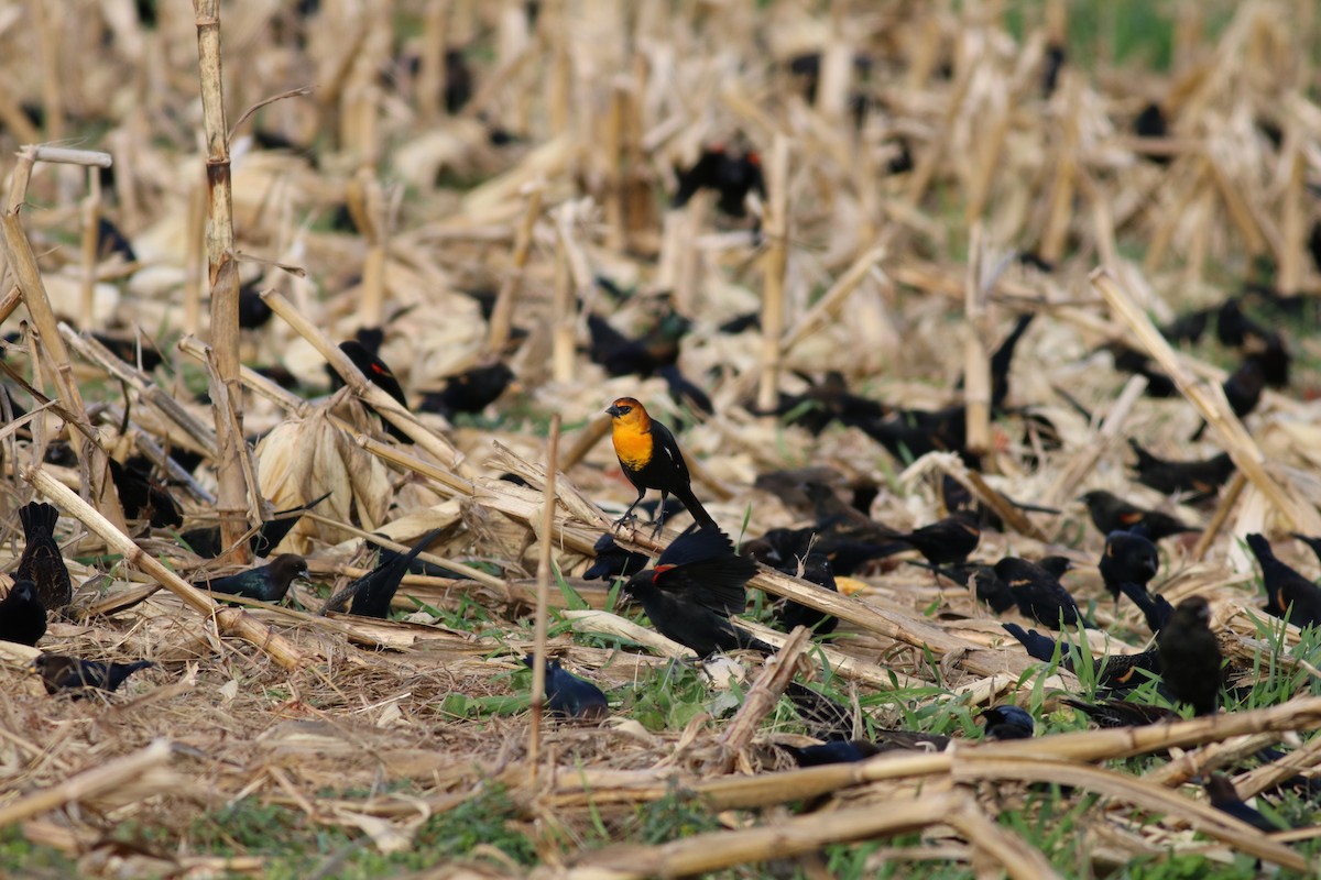Yellow-headed Blackbird - ML75839101