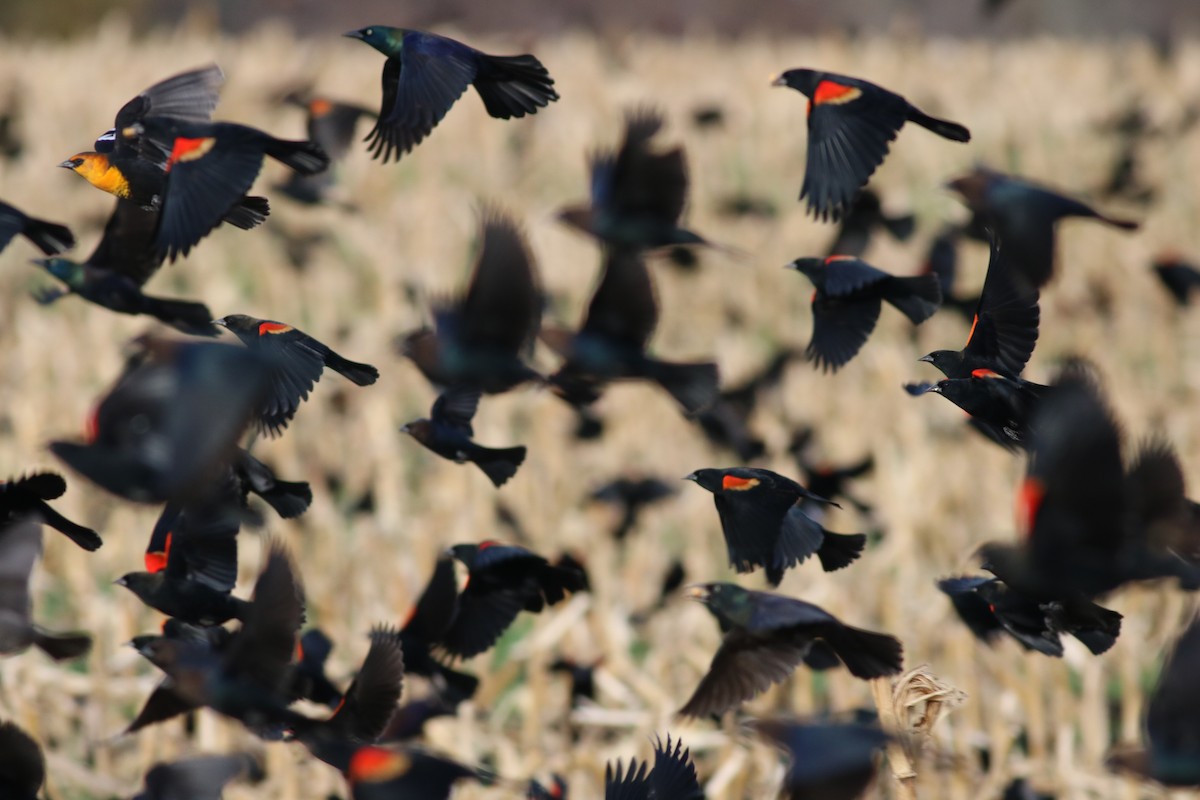 Yellow-headed Blackbird - ML75839151