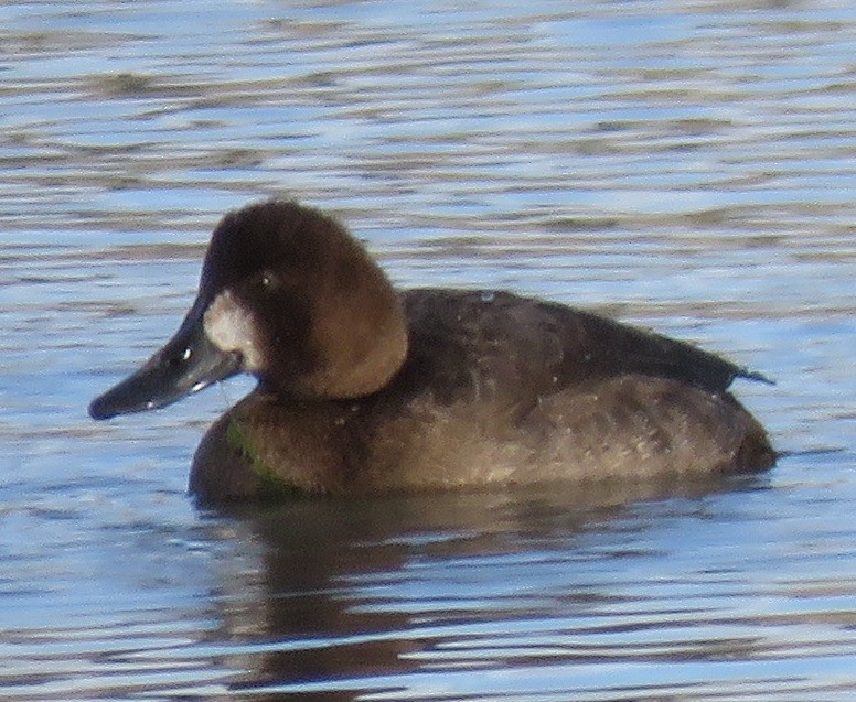 Greater Scaup - Jan Thom