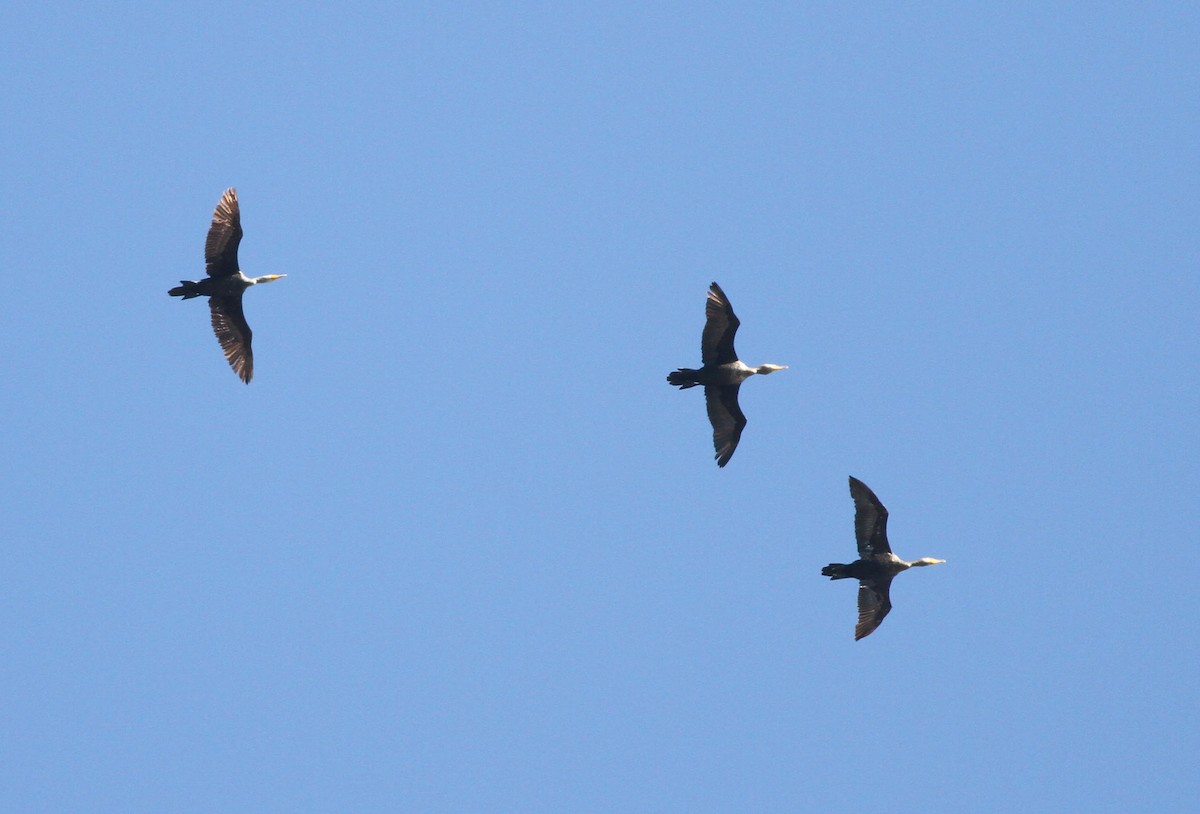 Double-crested Cormorant - ML75840591