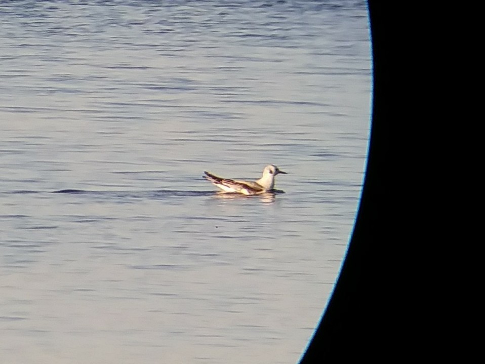 Bonaparte's Gull - ML75840621