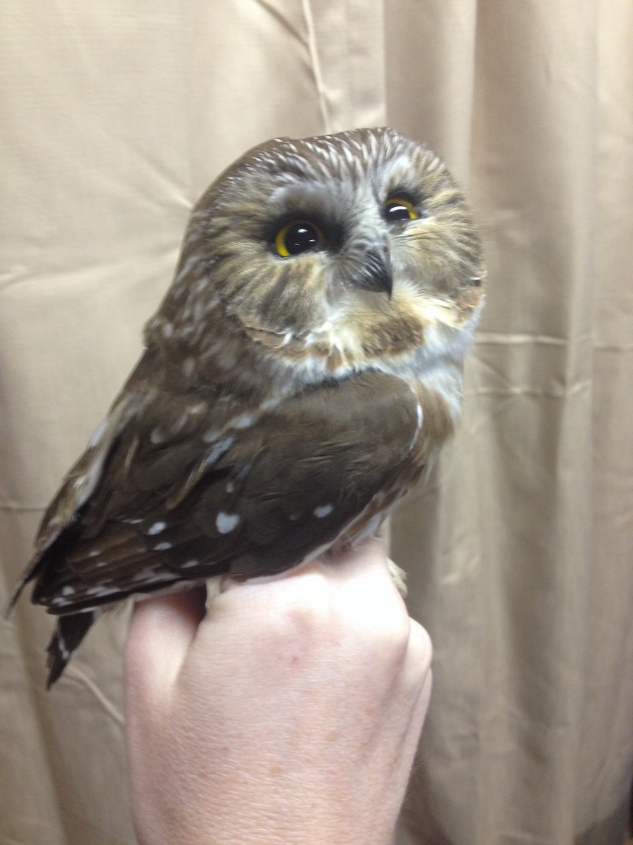 Northern Saw-whet Owl - ML75841501