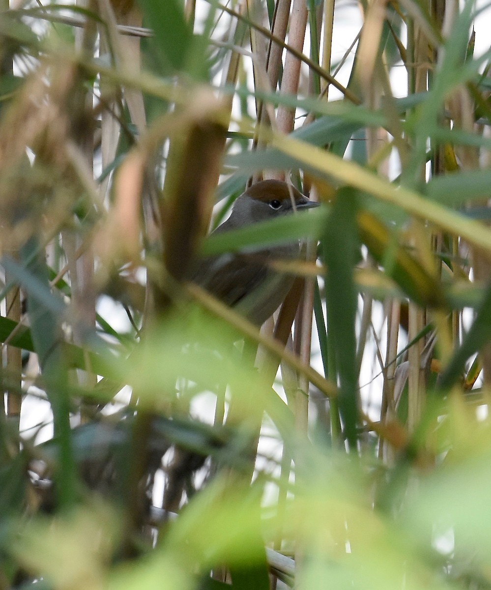 Eurasian Blackcap - ML75842511