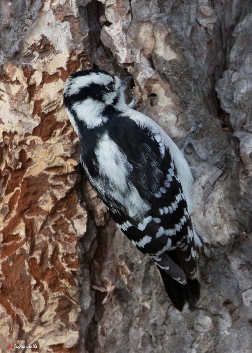 Downy Woodpecker - Suzanne Labbé