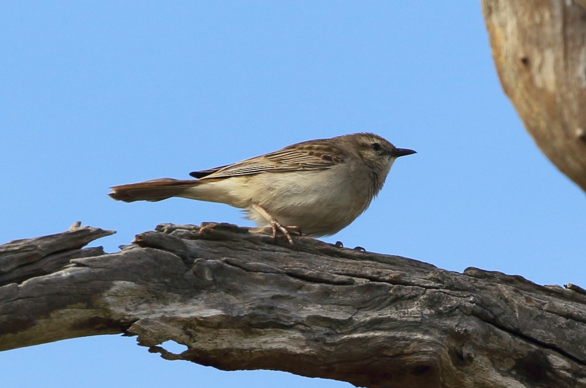 Rufous Songlark - ML75843581