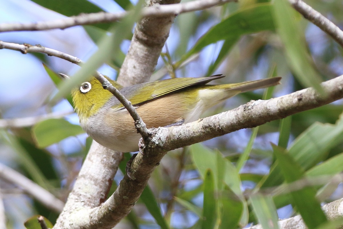 Silvereye - ML75843621