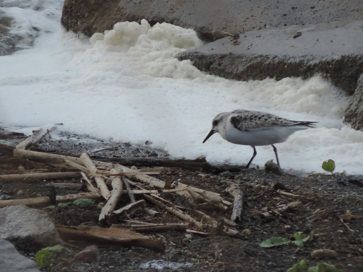 Bécasseau sanderling - ML75843701