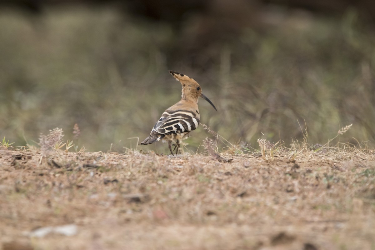 Eurasian Hoopoe - ML75844211