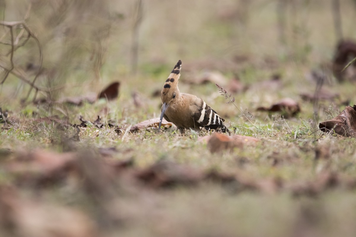 Eurasian Hoopoe - ML75844241