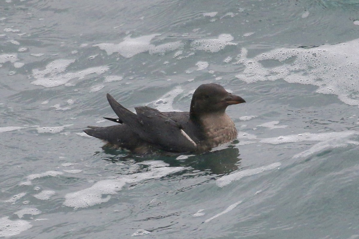 Rhinoceros Auklet - ML75844351