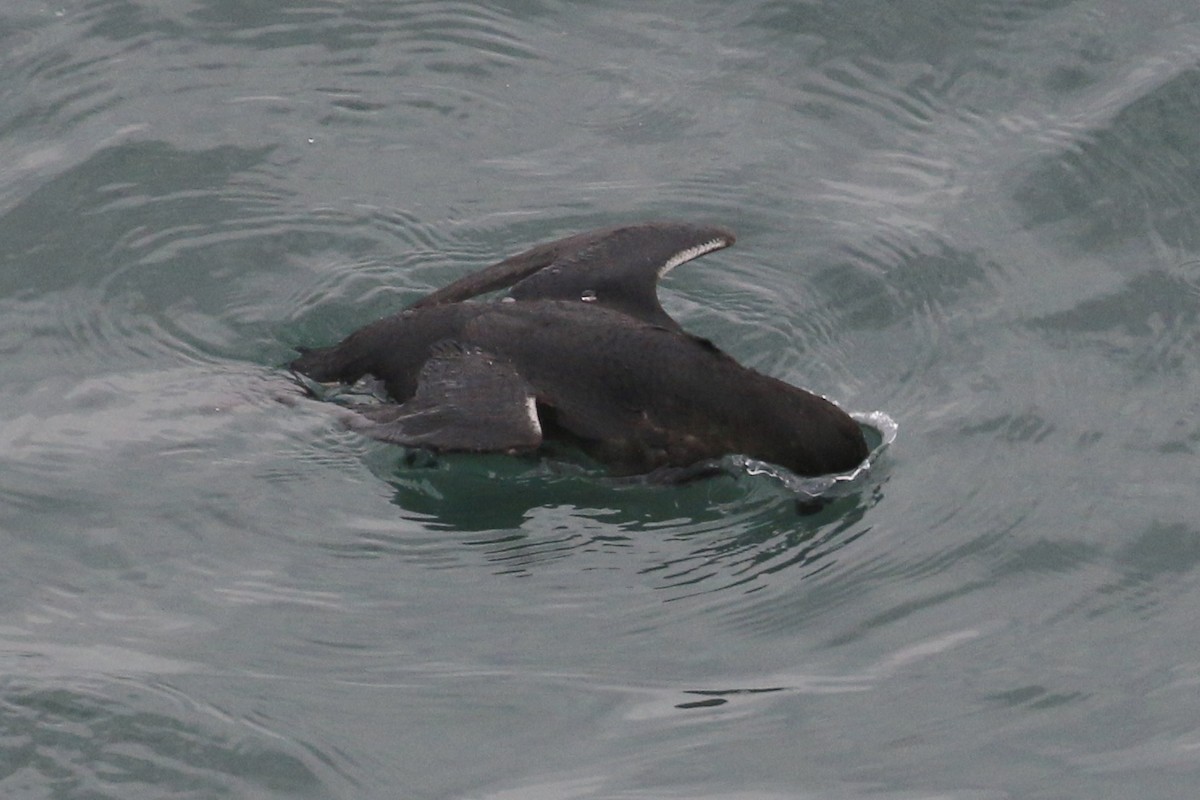 Rhinoceros Auklet - ML75844381