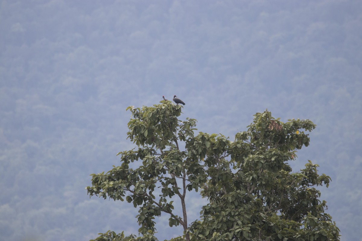 Red-naped Ibis - ML75844721