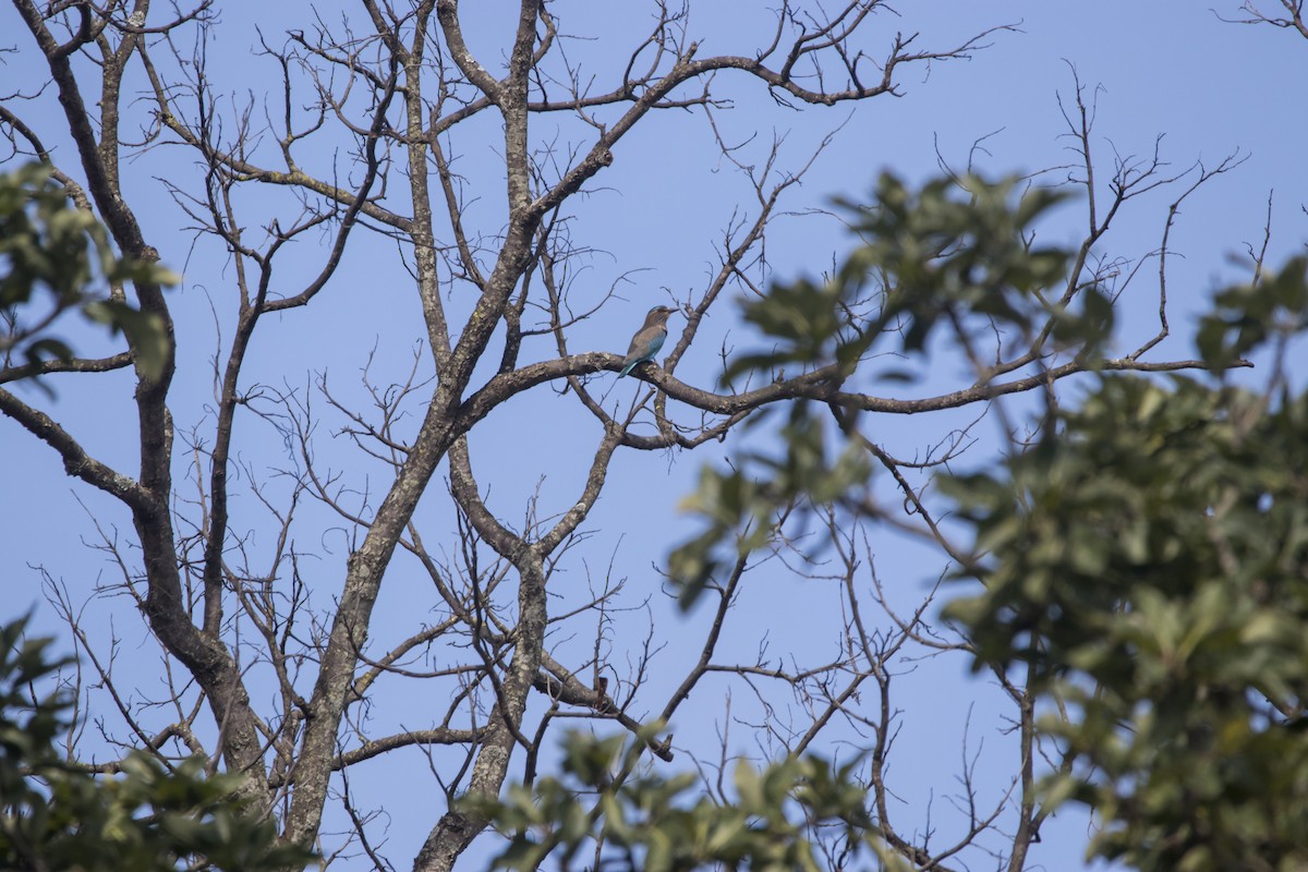 Indian Roller - ML75844731