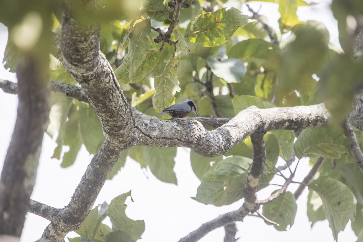 Indian Nuthatch - ML75845121