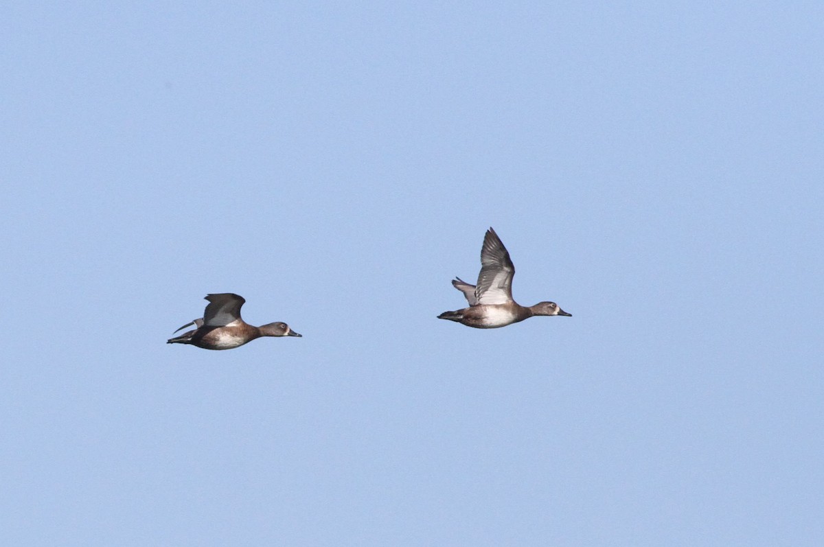 Ring-necked Duck - ML75846561