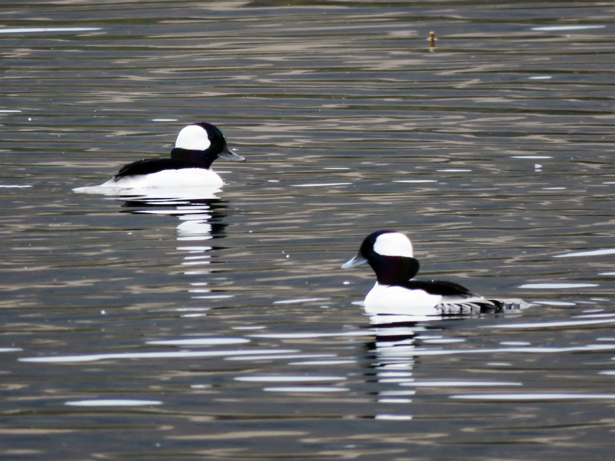 Bufflehead - Jana Lagan