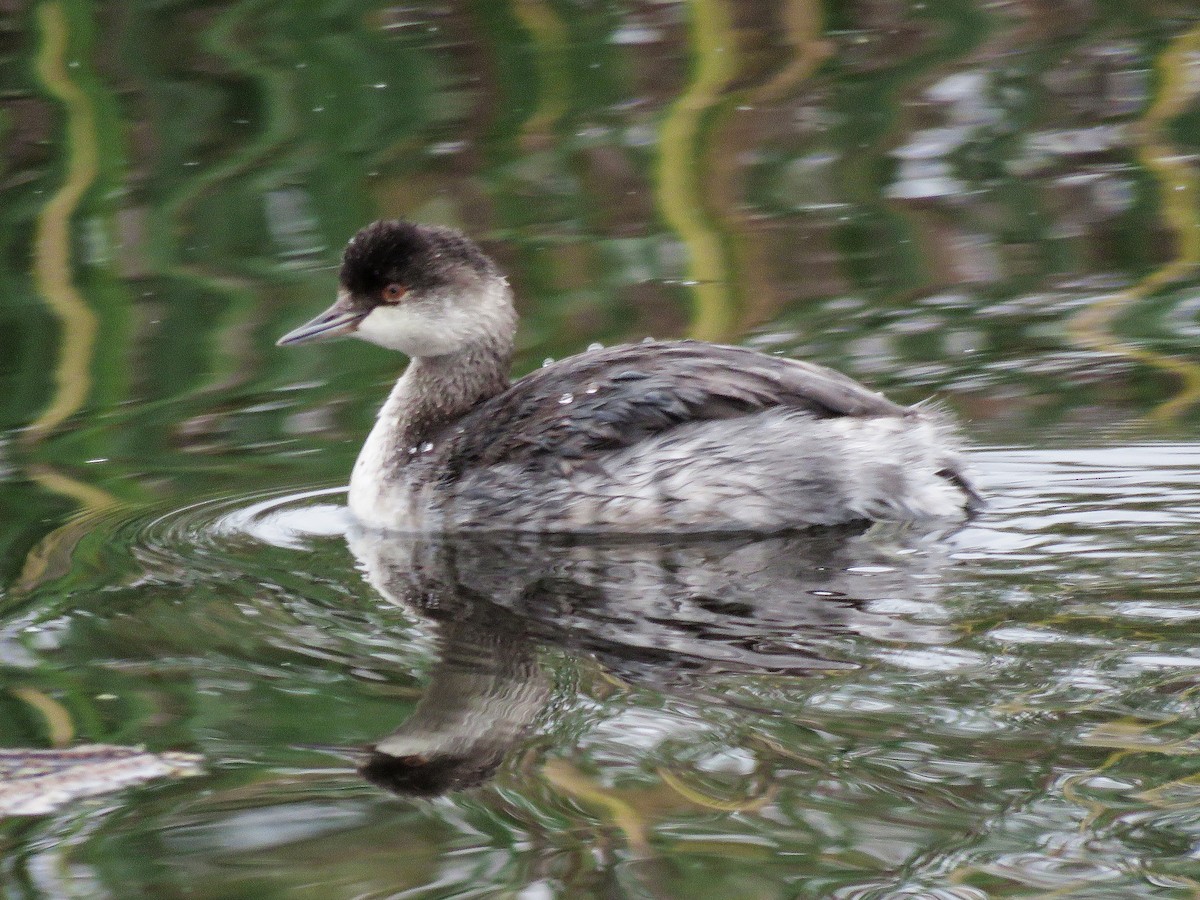 Eared Grebe - ML75848041