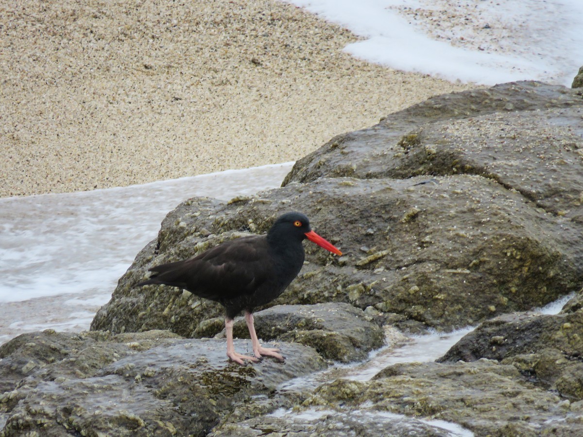 Black Oystercatcher - ML75848191