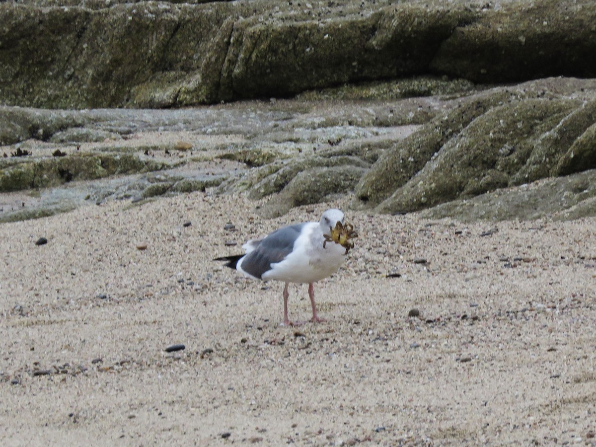 Western Gull - ML75848221