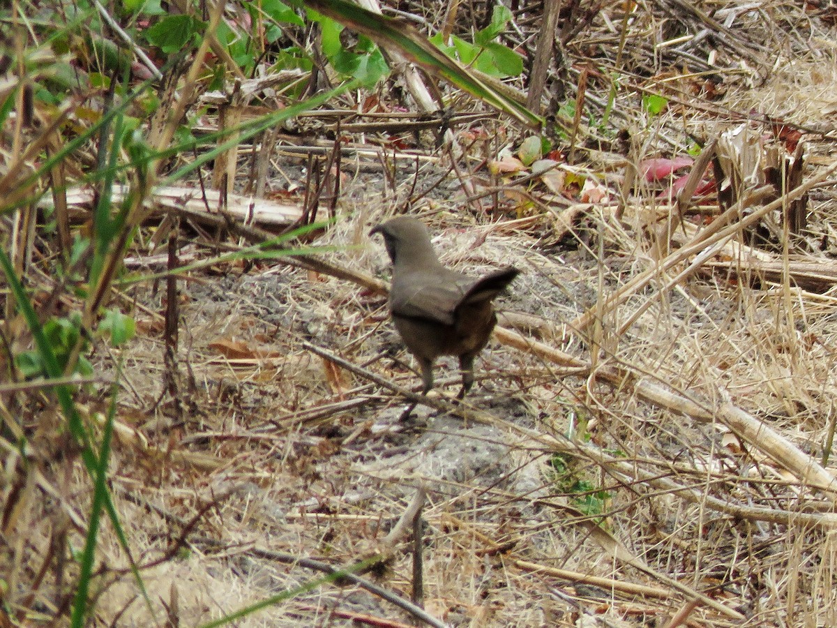 California Thrasher - ML75848291