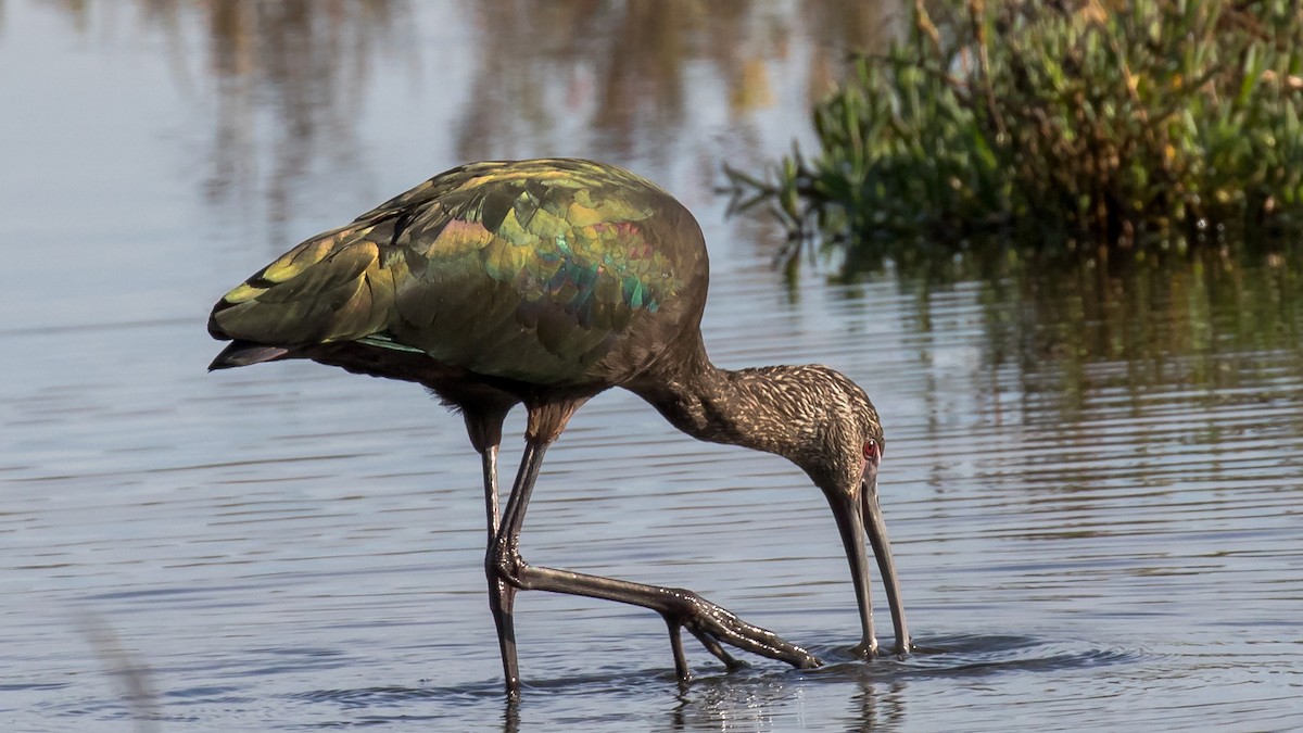 White-faced Ibis - P Thomas