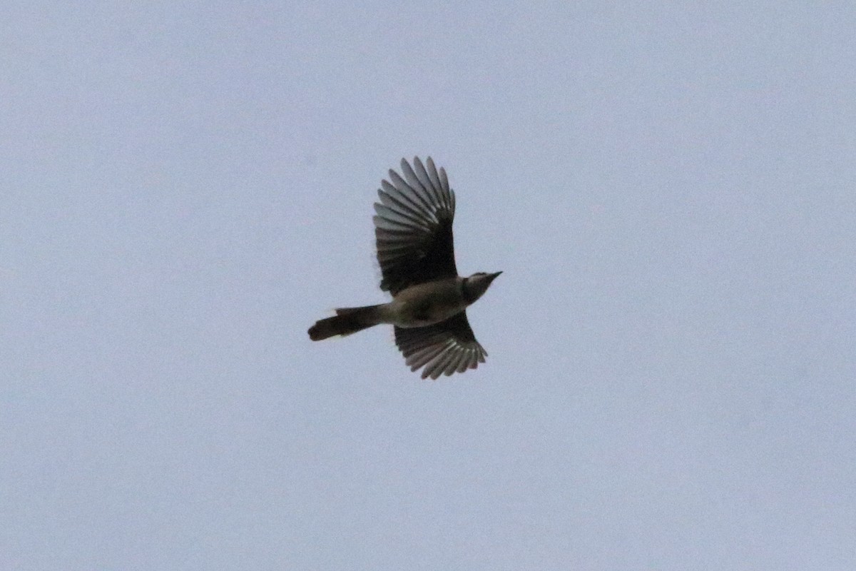 Blue Jay - ML75848791