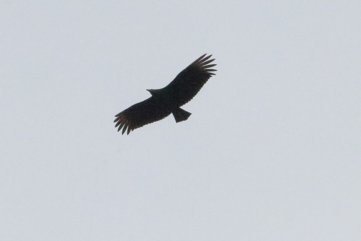 Black Vulture - ML75849101