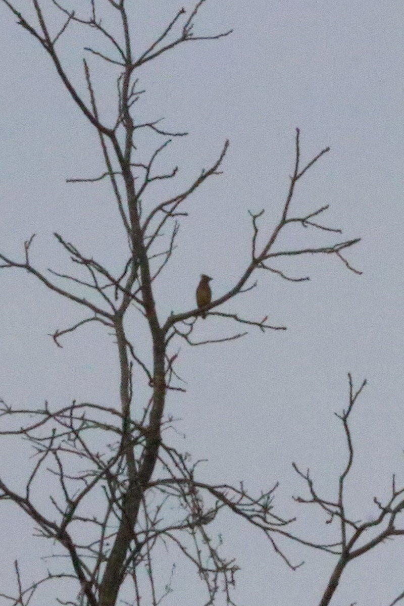 Cedar Waxwing - ML75849191