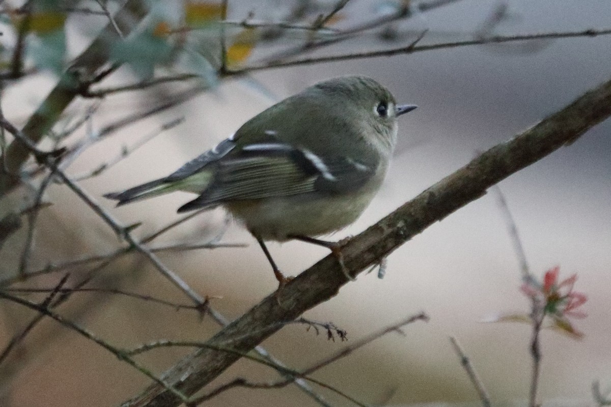 Ruby-crowned Kinglet - ML75850701