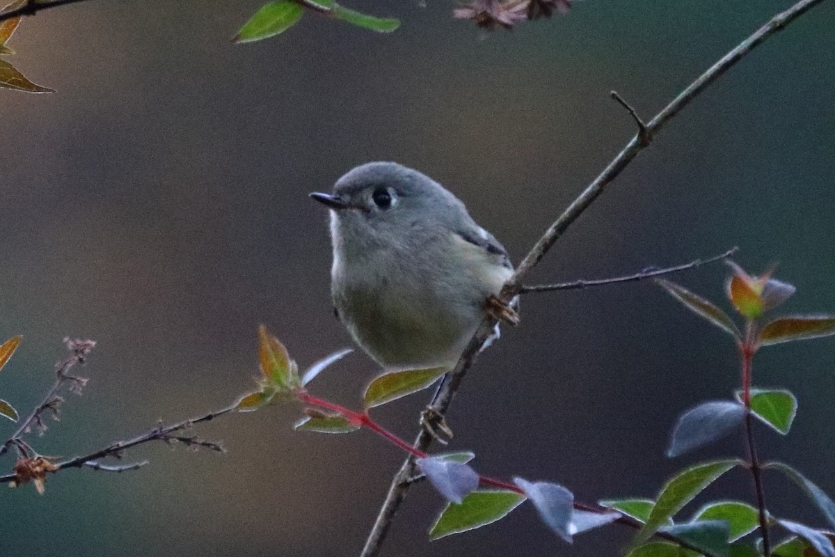 Ruby-crowned Kinglet - ML75850731