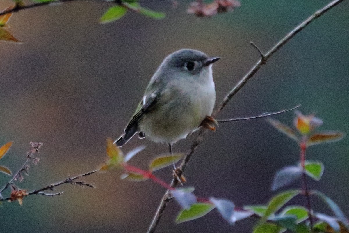 Ruby-crowned Kinglet - ML75850741