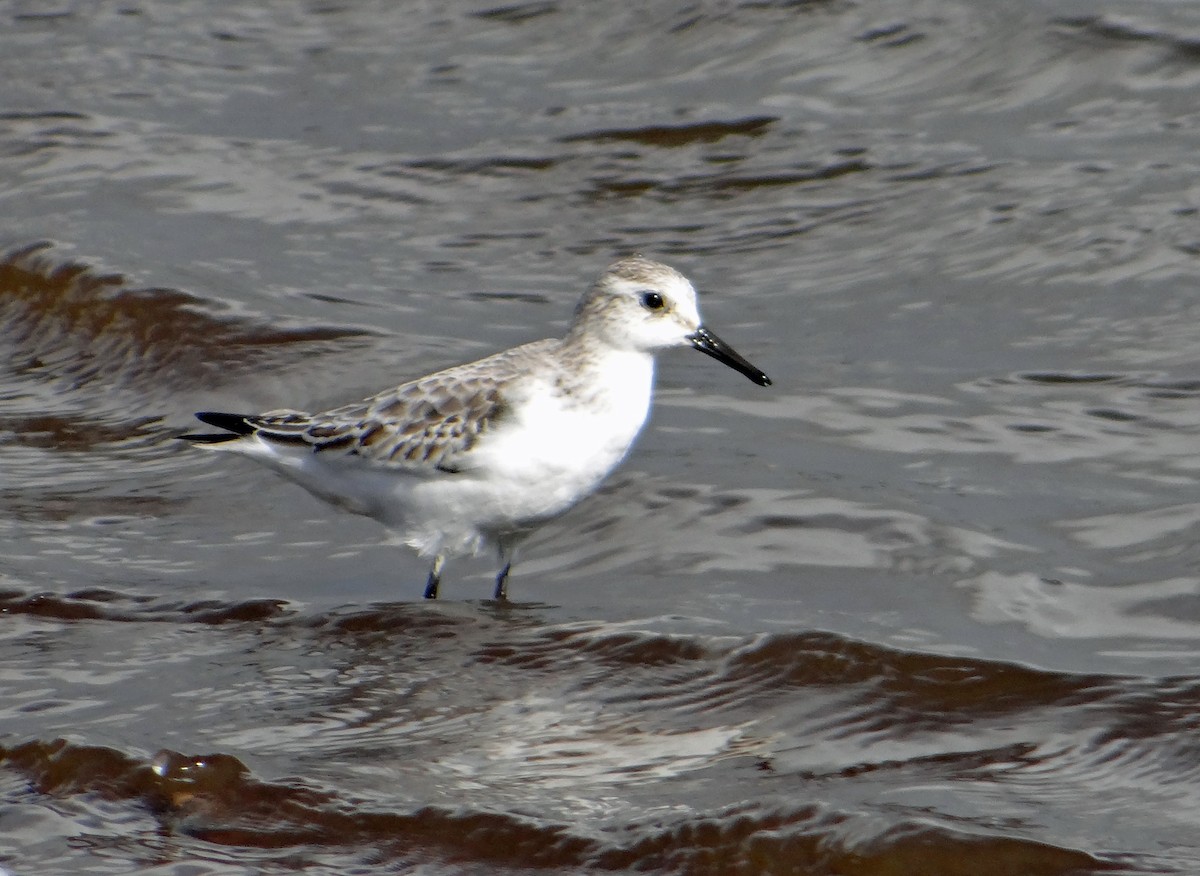 Sanderling - kas dumroese