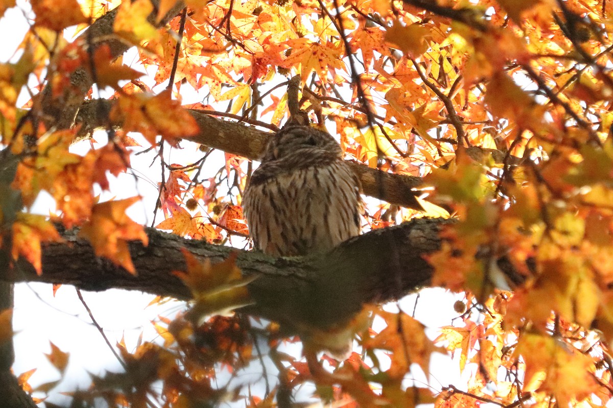 Barred Owl - ML75850841