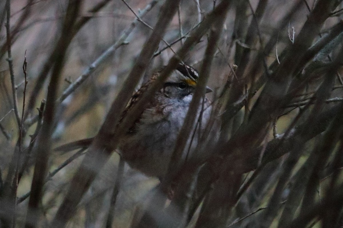 White-throated Sparrow - ML75850961