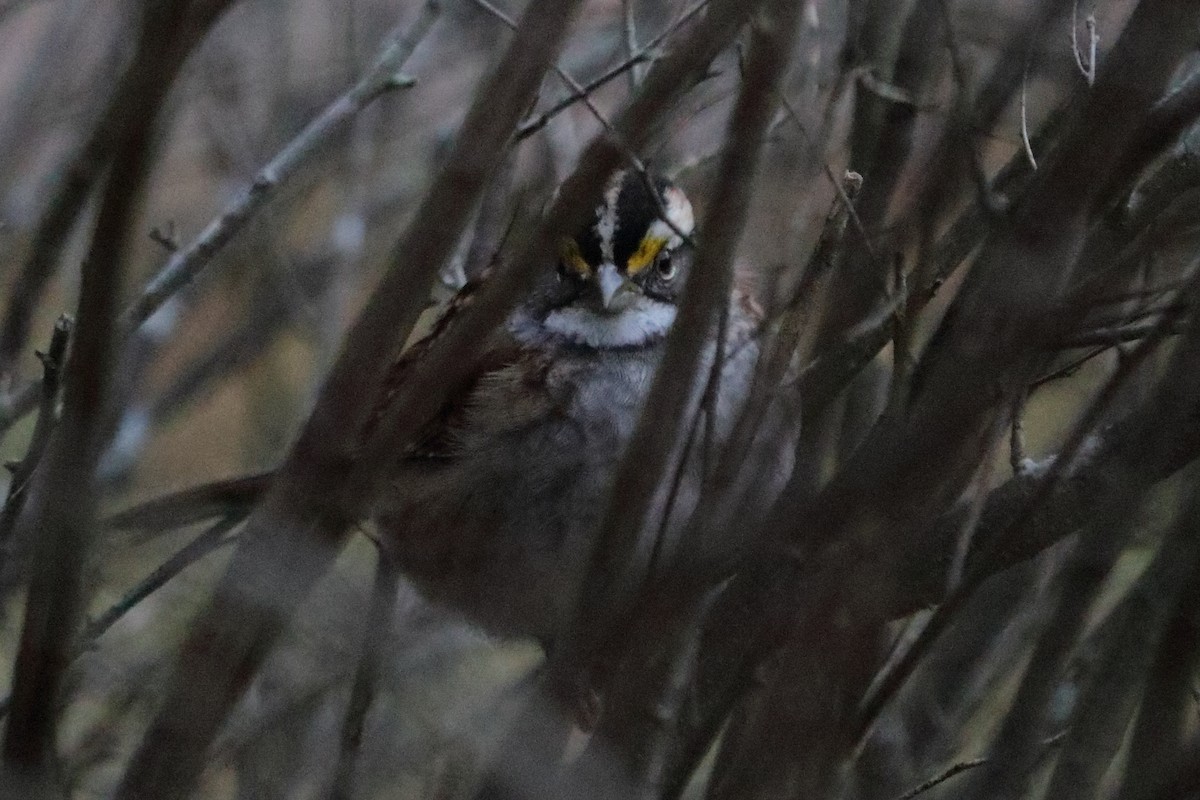 White-throated Sparrow - ML75850971