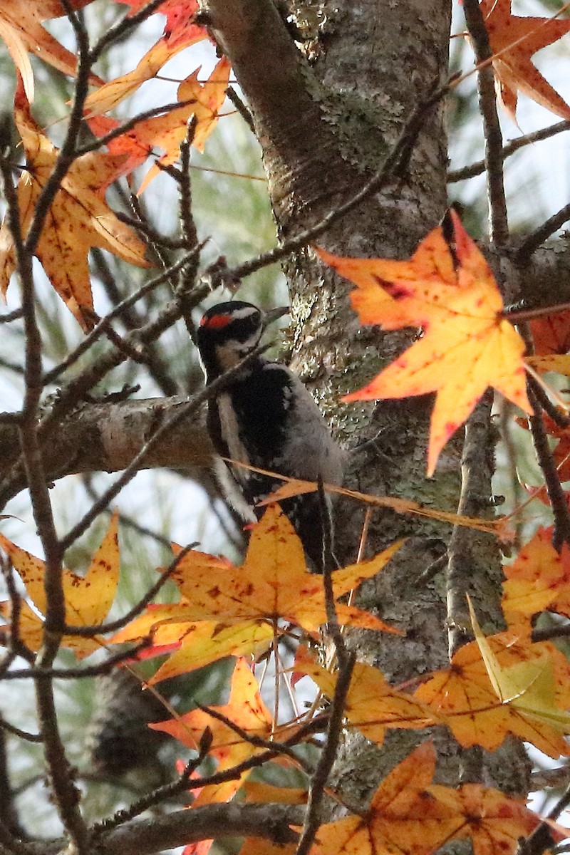 Hairy Woodpecker - ML75851061
