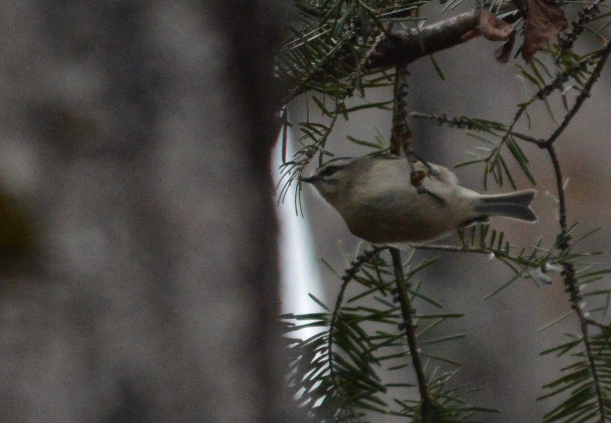 Roitelet à couronne dorée - ML75855621