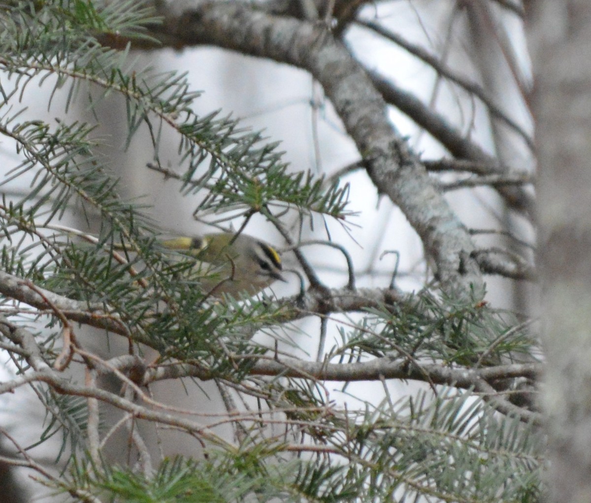 Roitelet à couronne dorée - ML75855741