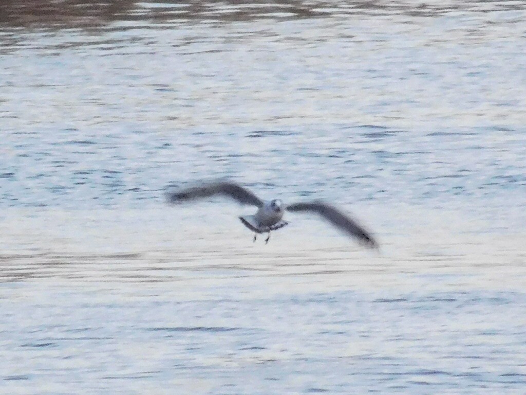 Franklin's Gull - ML75856331