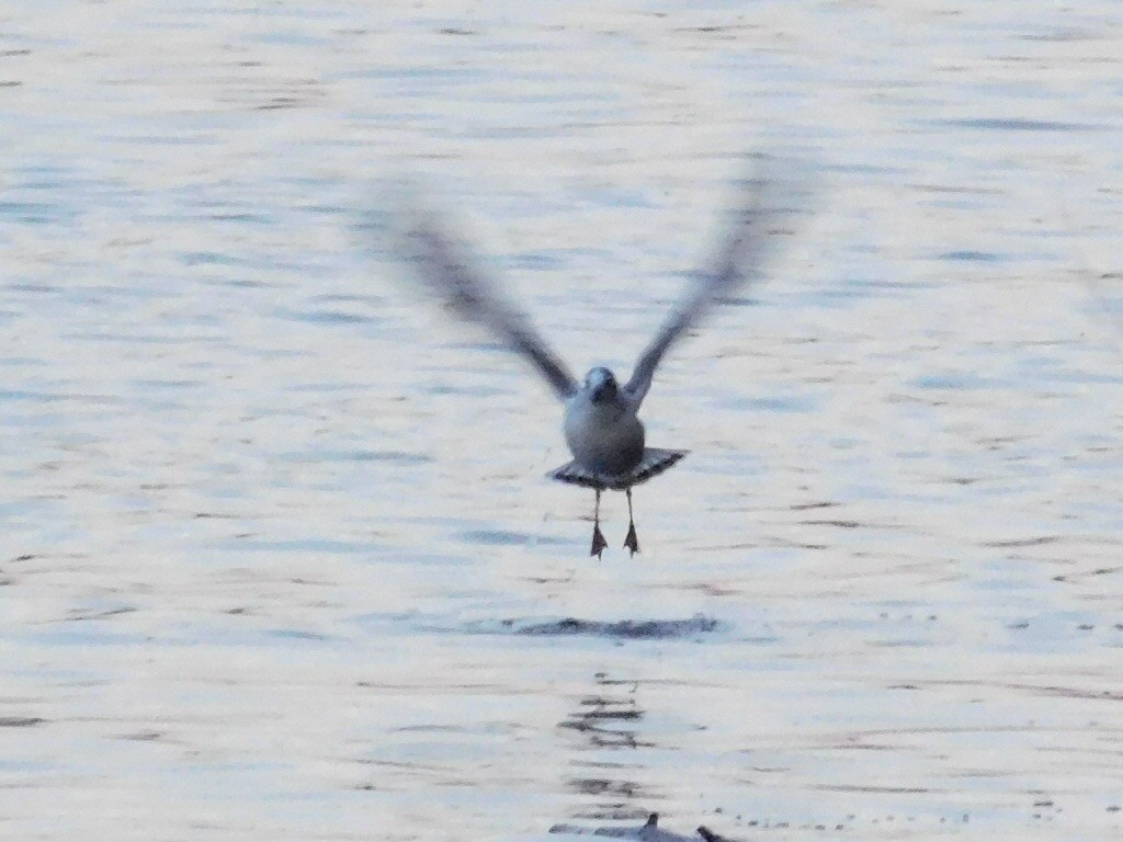 Franklin's Gull - ML75856341