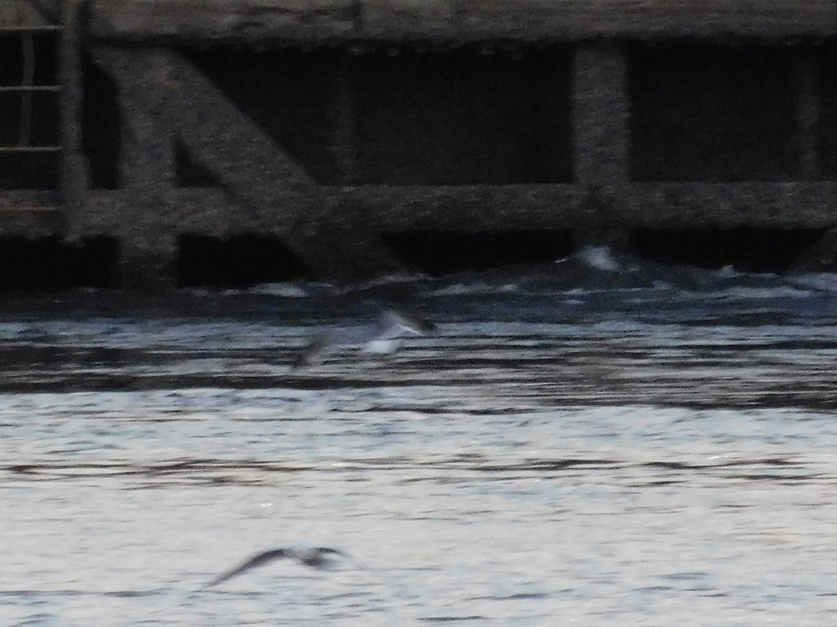 Franklin's Gull - ML75856351