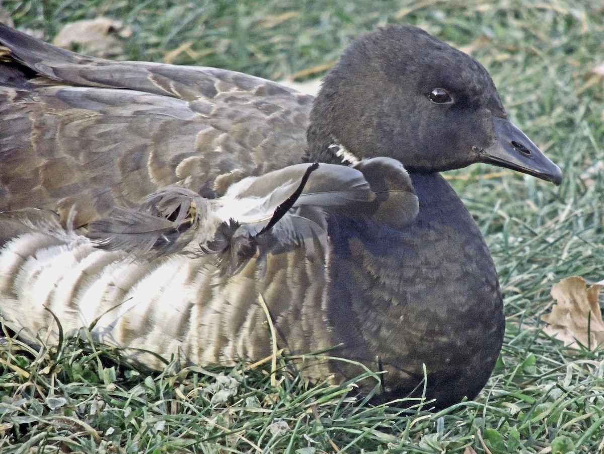 Brant - Michel Bertrand