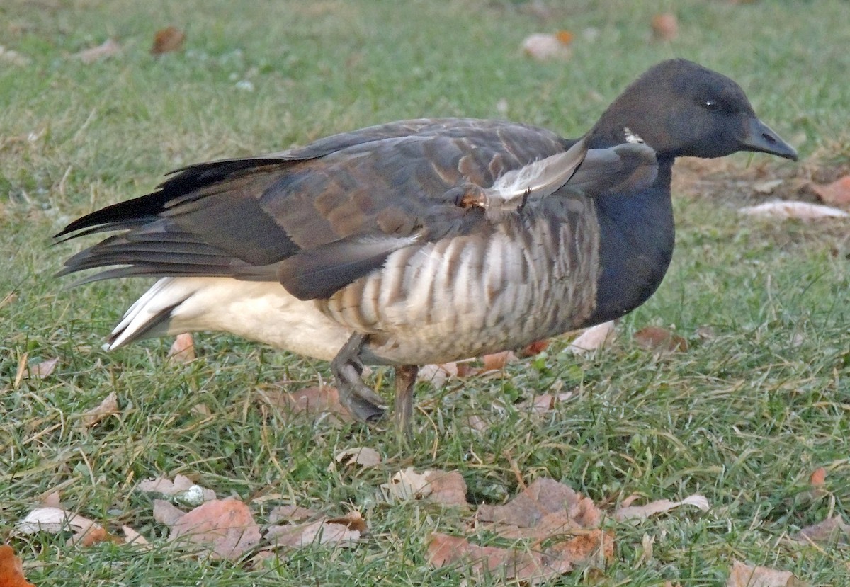 Barnacla Carinegra - ML75856861