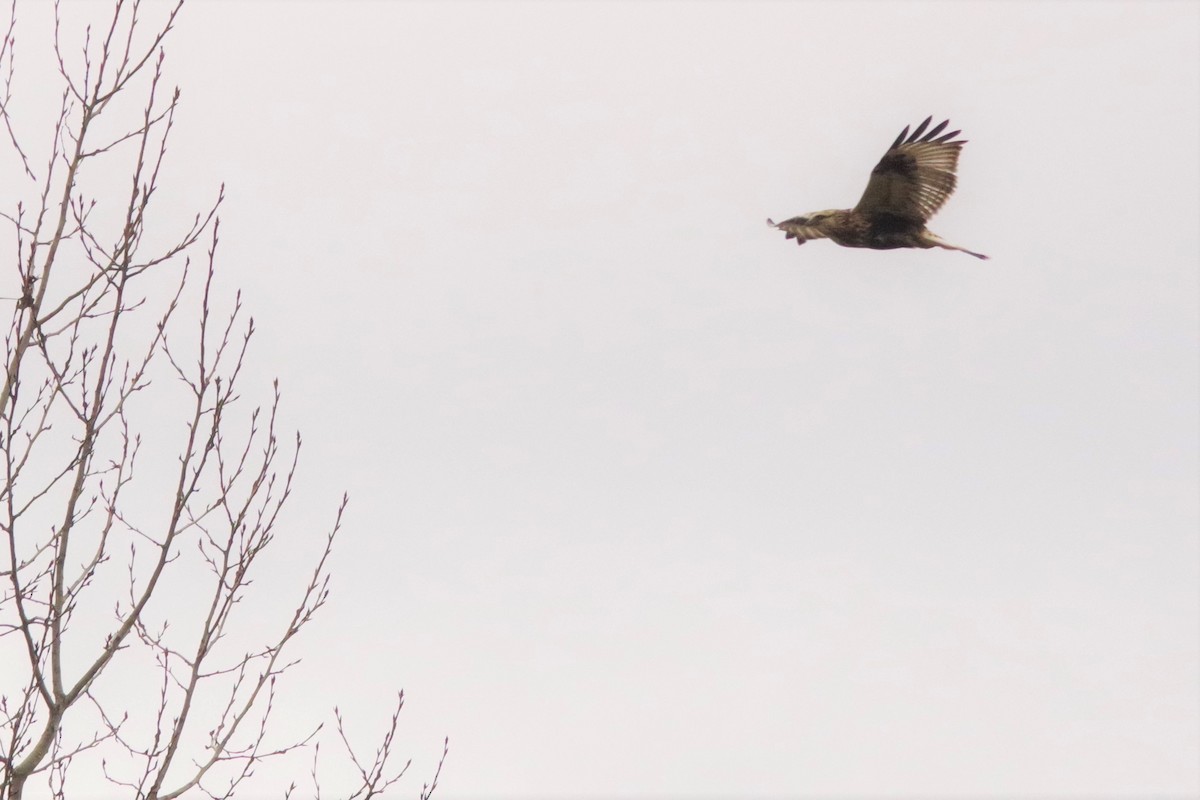 Rough-legged Hawk - ML75857811