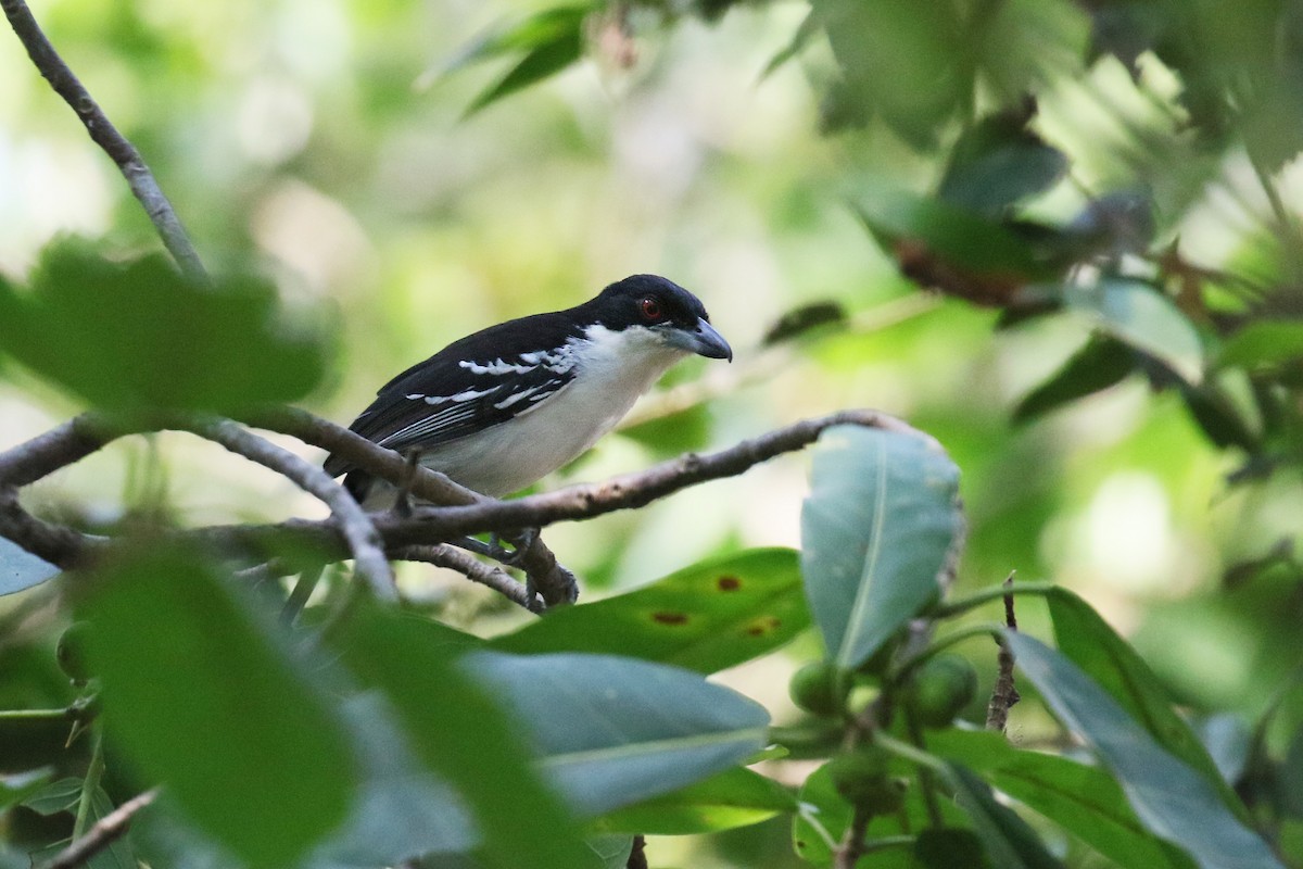 Great Antshrike - ML75859971